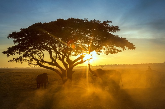 Family elephant eating leaves at sunrise