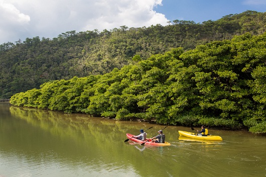 A group kayaking in a river lined with mangroves