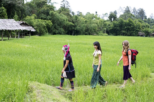 Female tourists and guide walking through rice paddy, Chiang Mai, Thailand