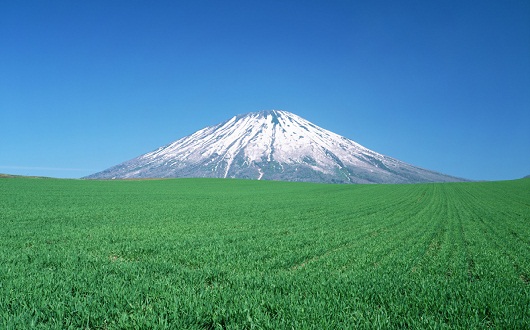 Mount Yotei and wheat field