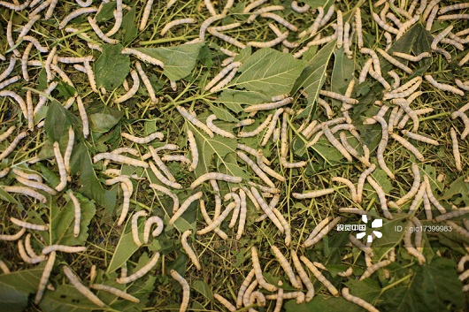 Silk worms at a silk factory