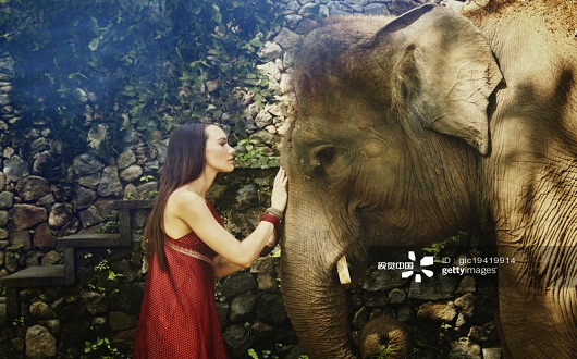 Pacific Islander woman petting elephant