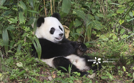 Two years aged young giant Panda (Ailuropoda melanoleuca), China Conservation and Research Centre for the Giant Pandas, Chengdu, Sichuan, China.